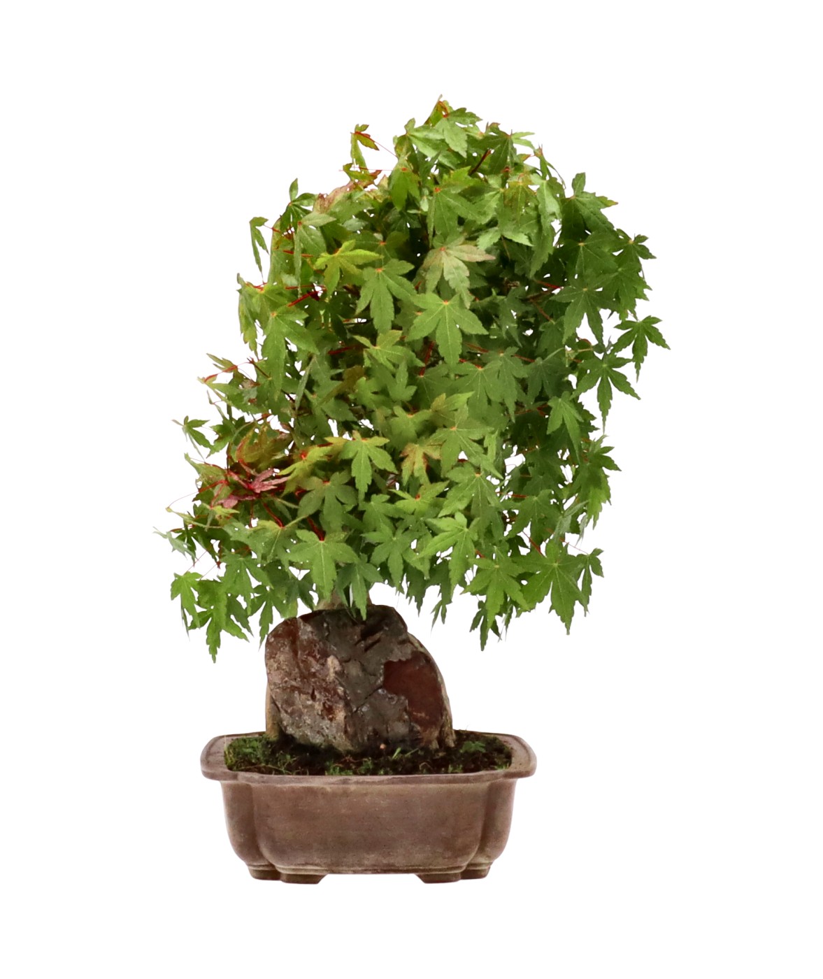 bonsai.fallbackImageTitle bonsai.fallbackImageTitle