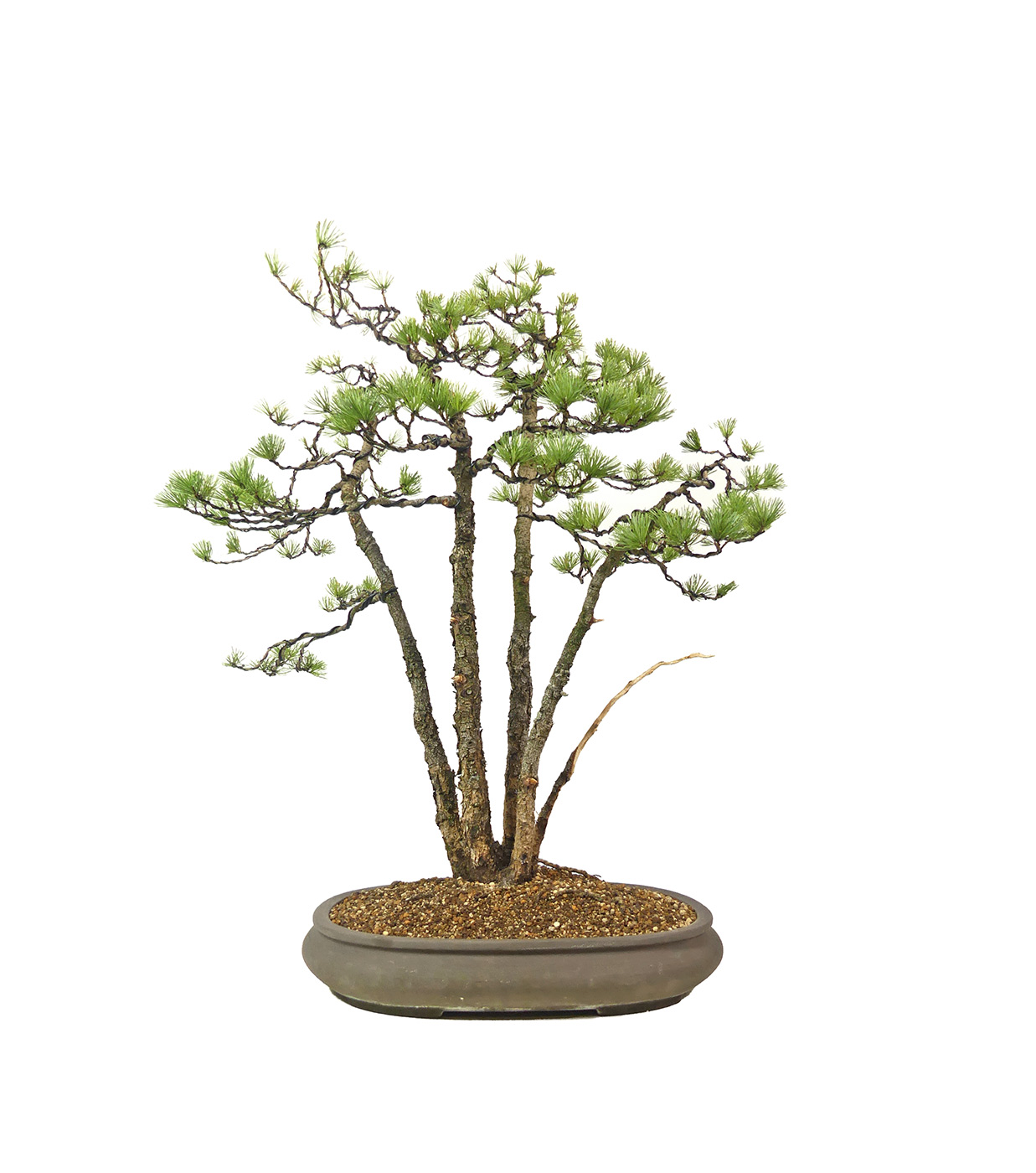 bonsai.fallbackImageTitle bonsai.fallbackImageTitle