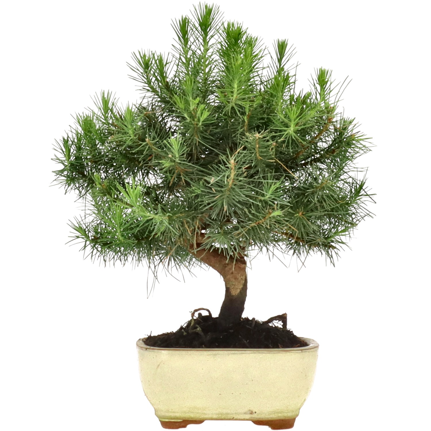 Pin d'Alep, env. 8 ans (27 cm)