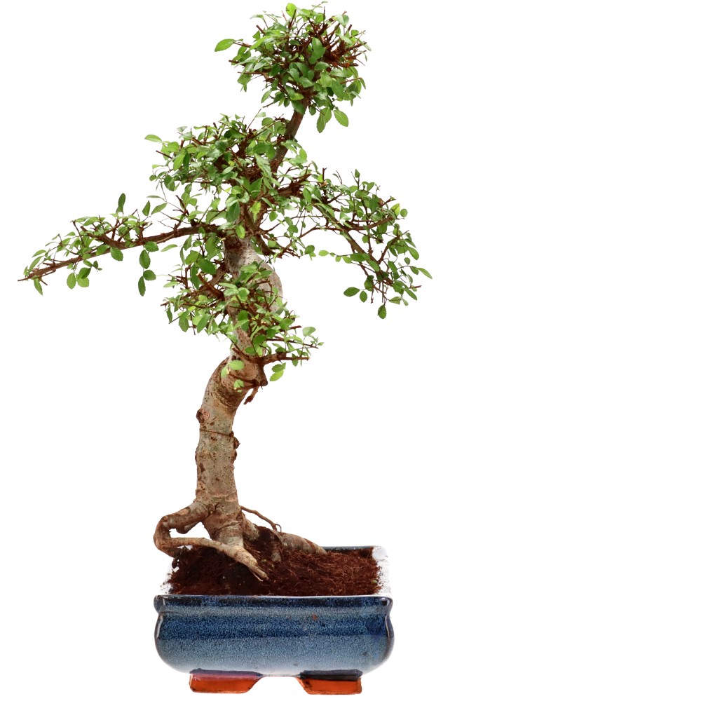 bonsai.fallbackImageTitle