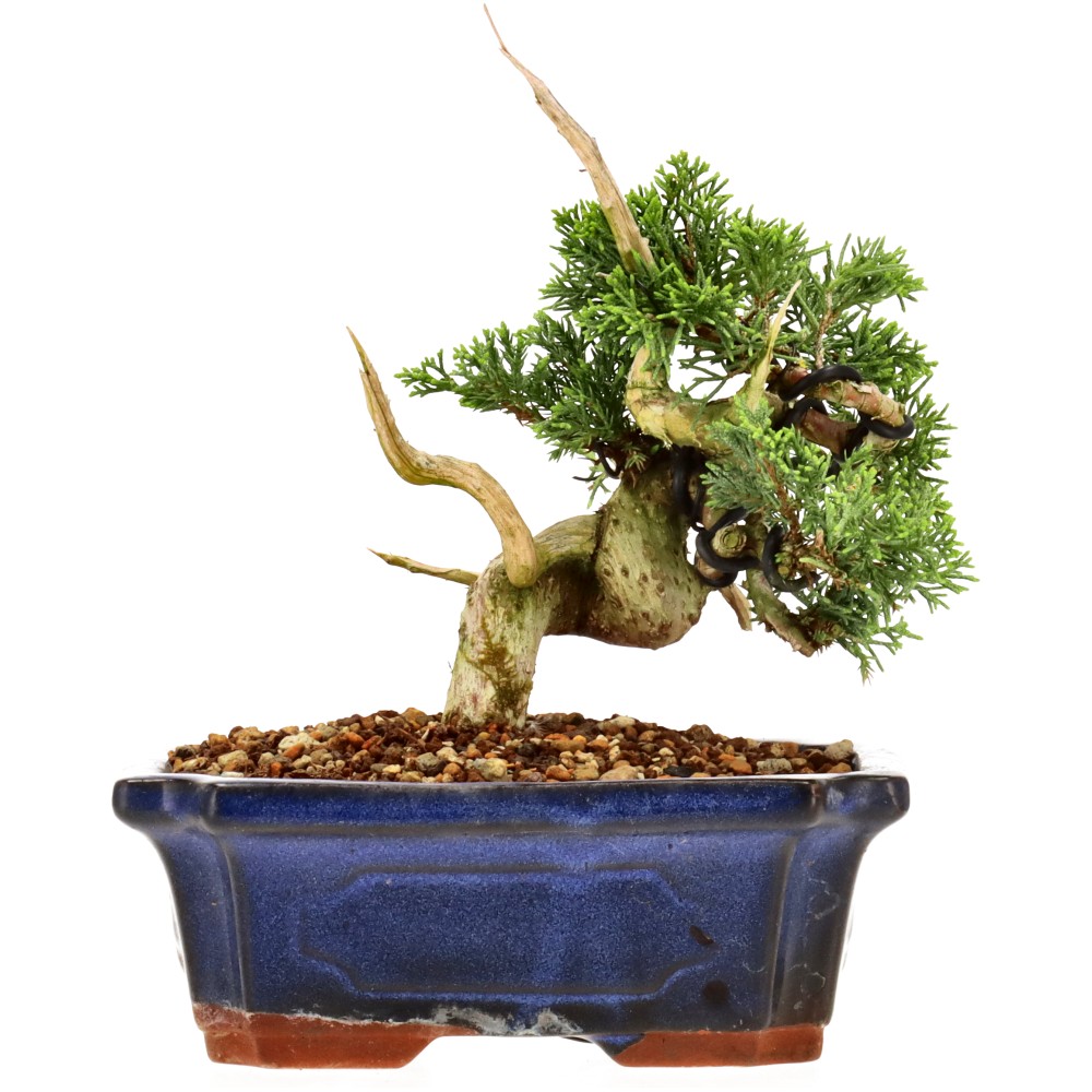 Chin. Wacholder, ca. 16 J. (17 cm)