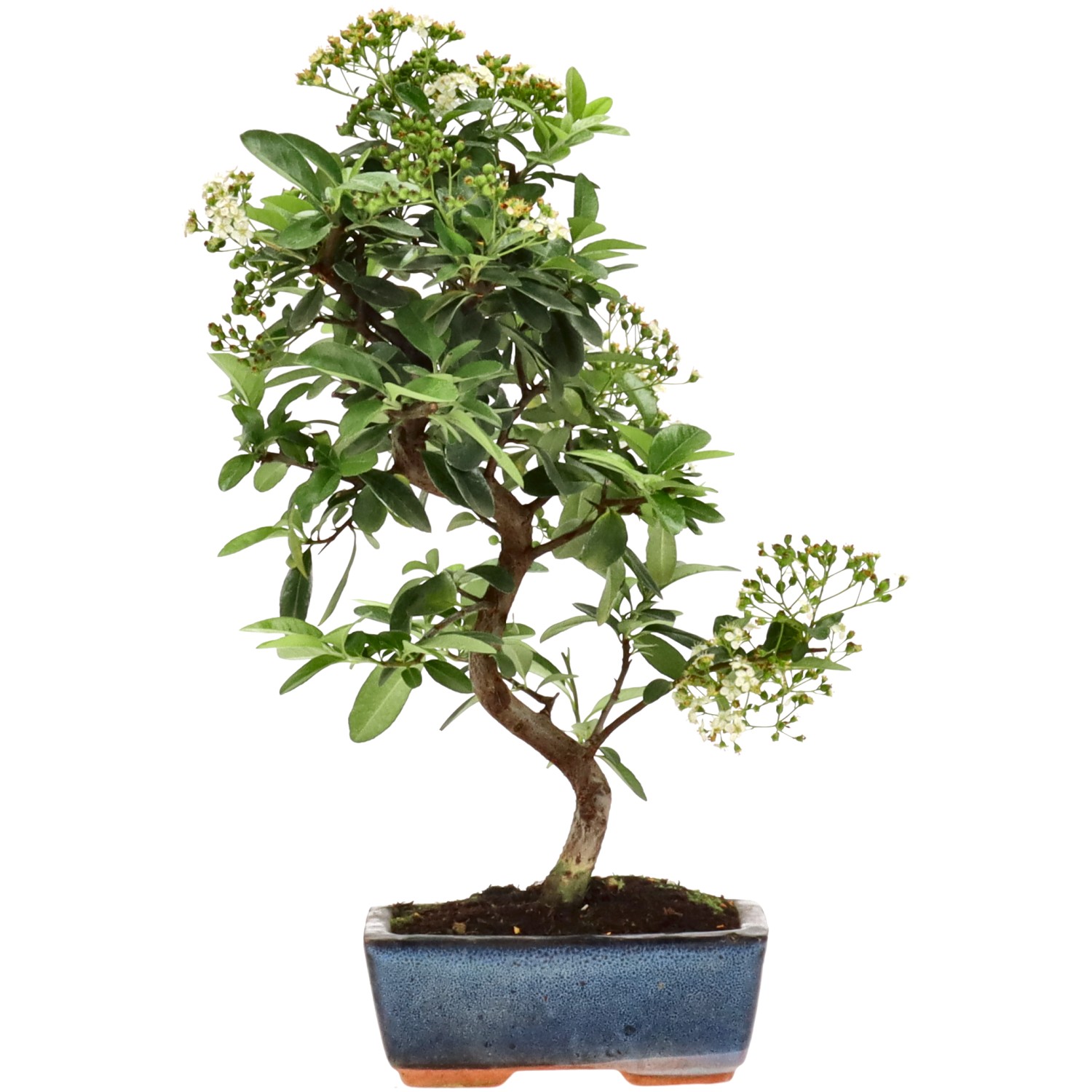 Pyracantha coccinea, env. 7 ans (33 cm)