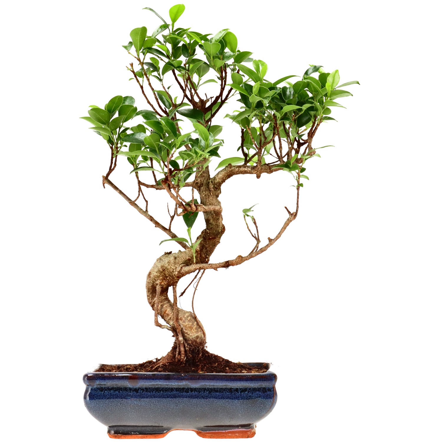 Ficus Retusa, env. 9 ans (34 cm)