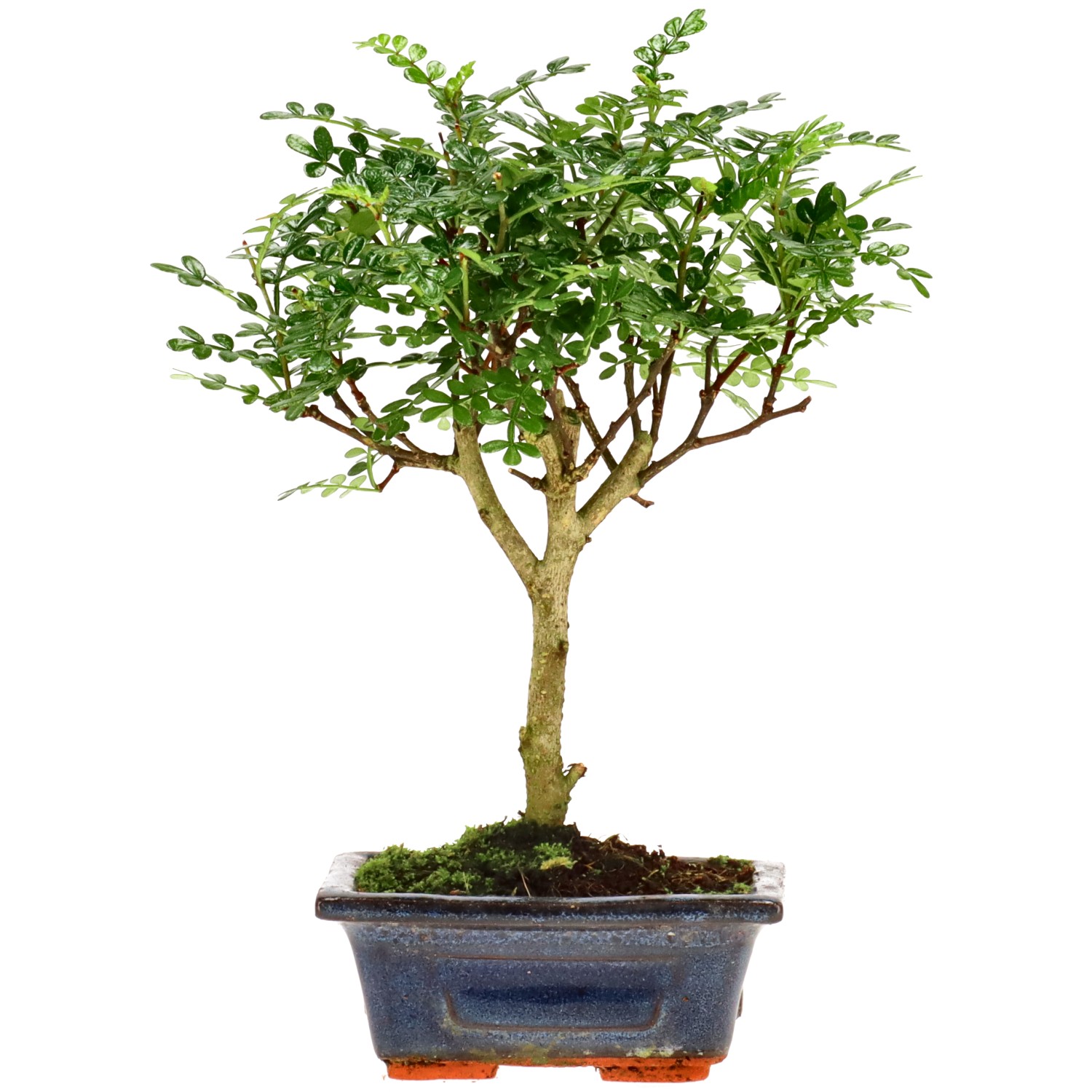 Szechuan pepper, approx. 5 y. (20 cm)