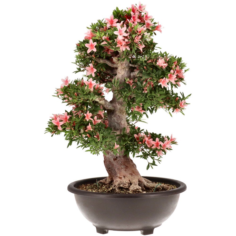 Azalea japónica, aprox. 30 años (68 cm)