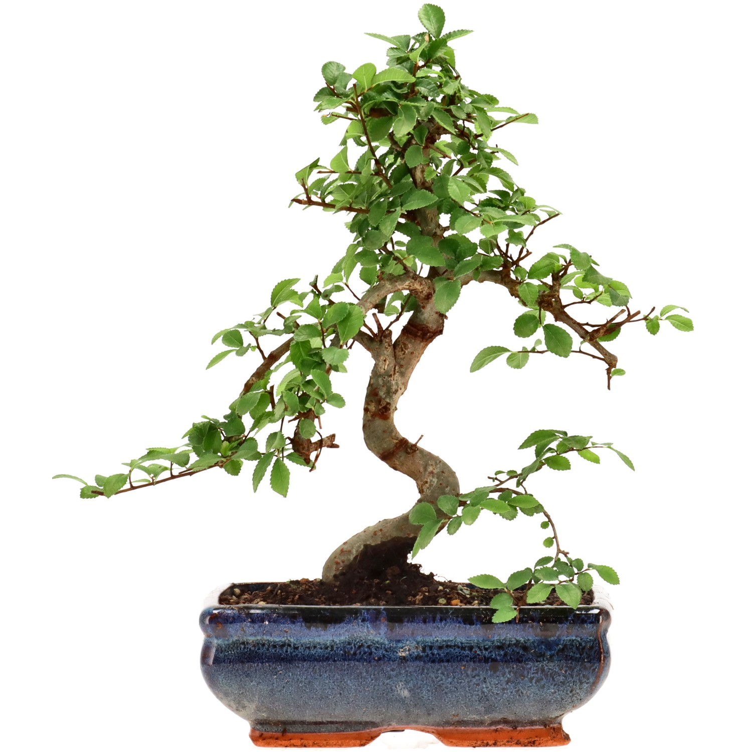 Olmo chino, aprox. 9 años (26 cm)