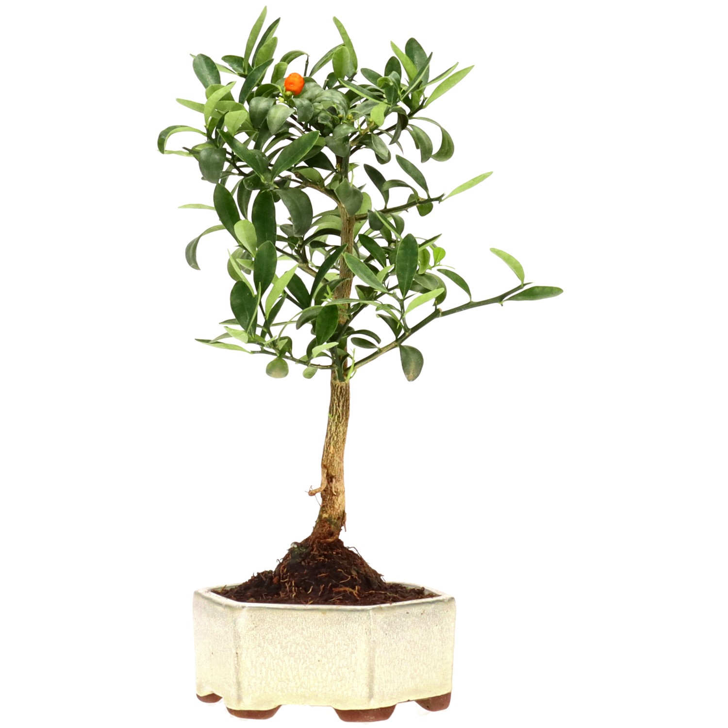 Chinotto, ca. 7 anni (29 cm)