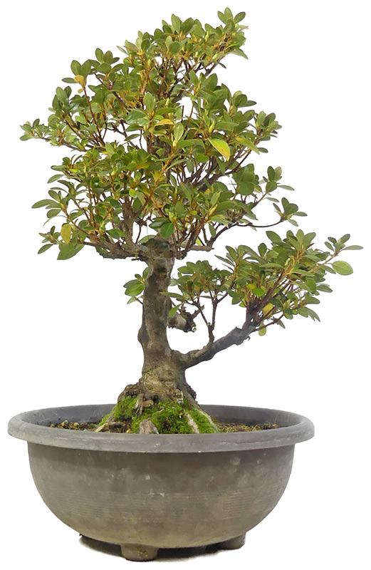 Jap. Azalee, ca. 18 J. (48 cm) Schale aus Kunststoff
Oniji