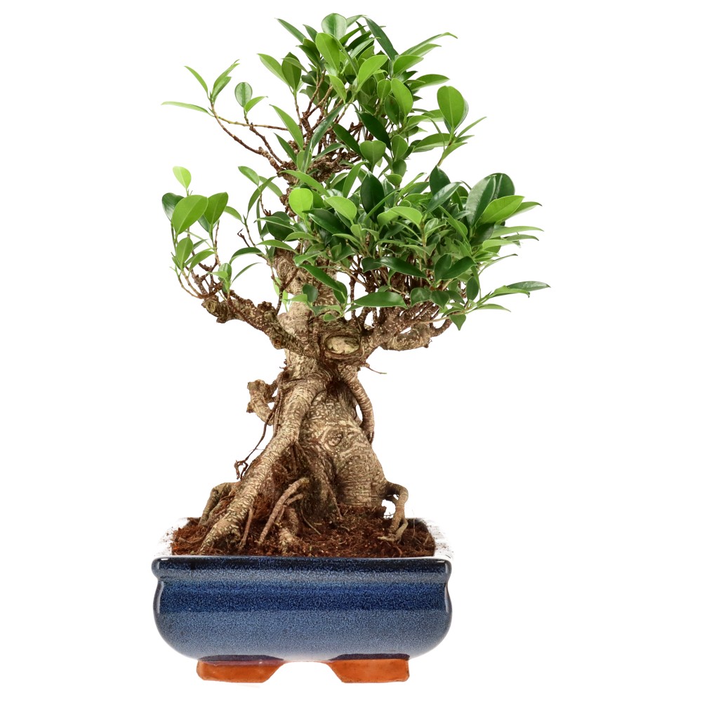 Ficus Retusa, aprox. 22 años (37 cm)