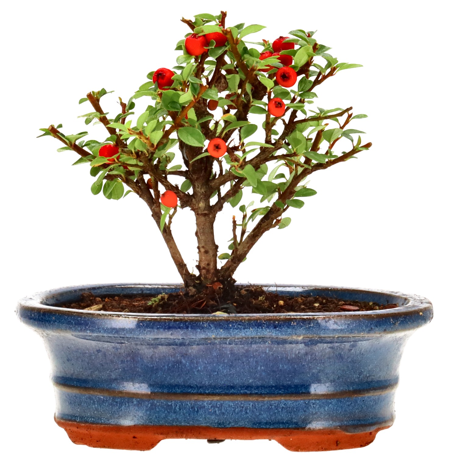 Cotoneaster microphylla, env. 3 ans (10 cm)