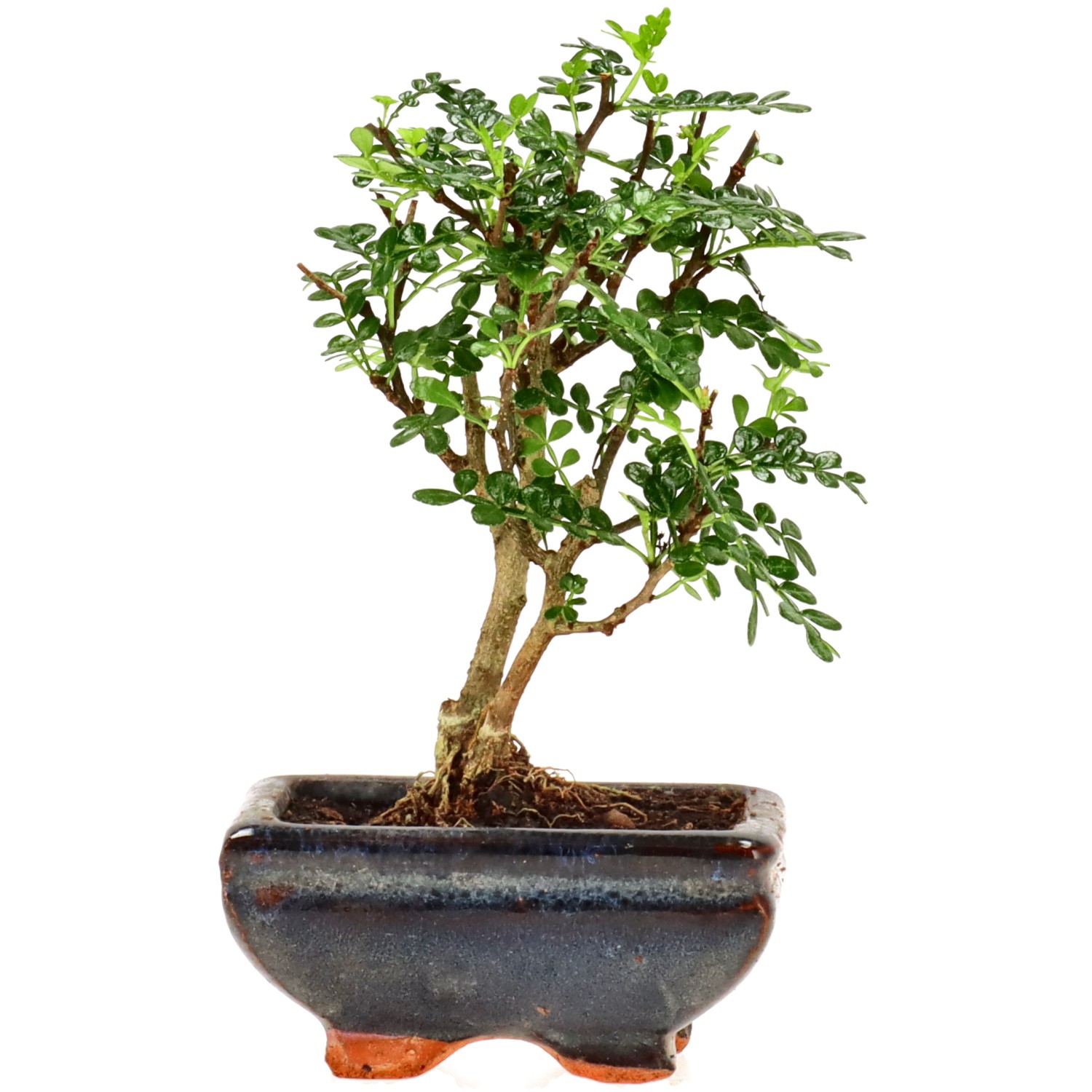 Pfefferbaum, ca. 5 J. (16 cm)