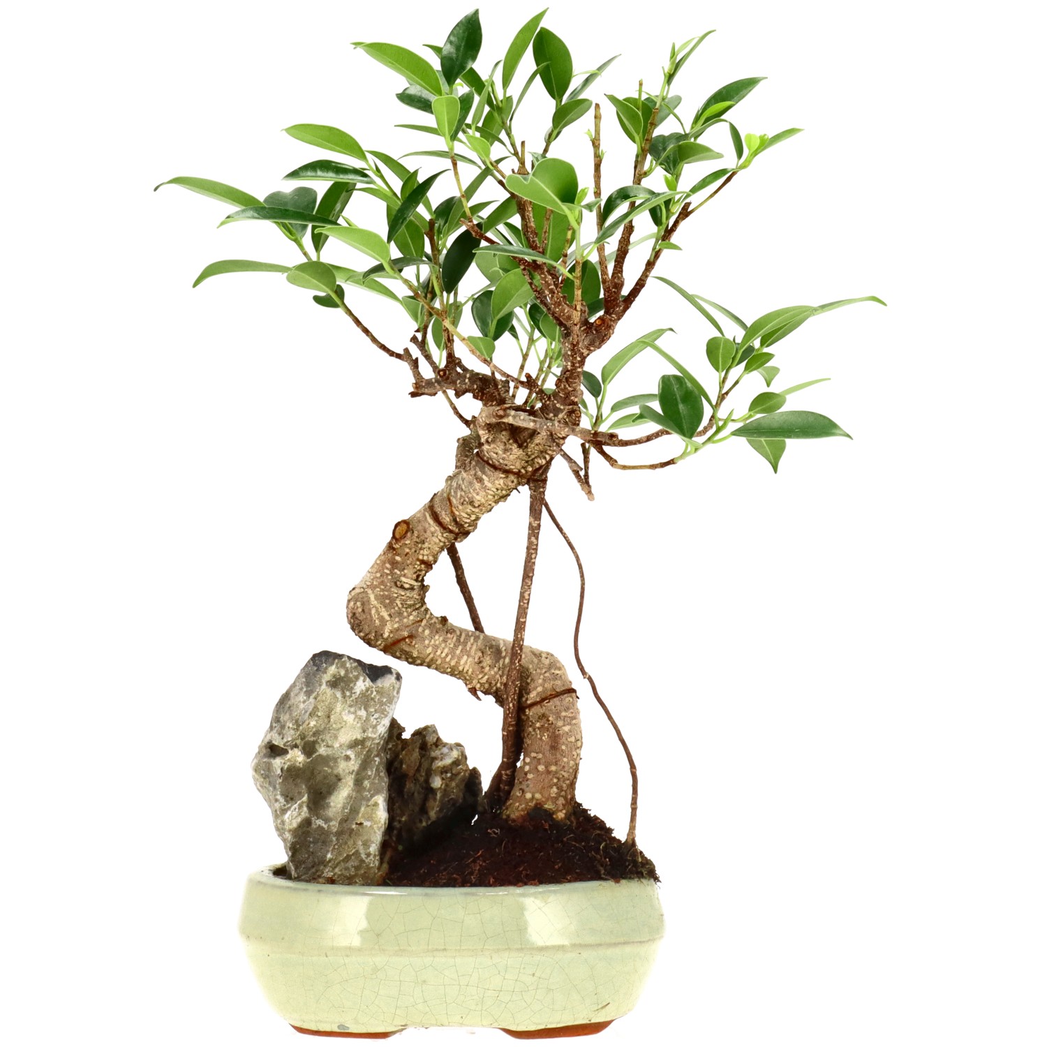 Chin. Feigenbaum (Retusa), ca. 9 J. (30 cm)