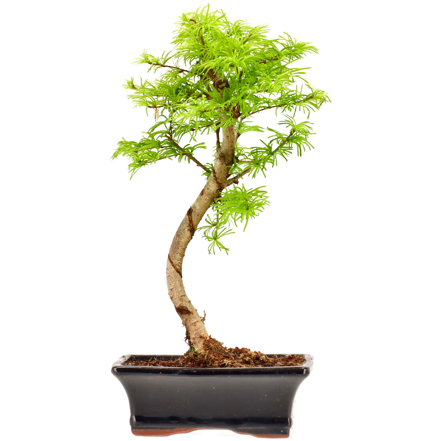 Falso alerce dorado, aprox. 10 años (32 cm)