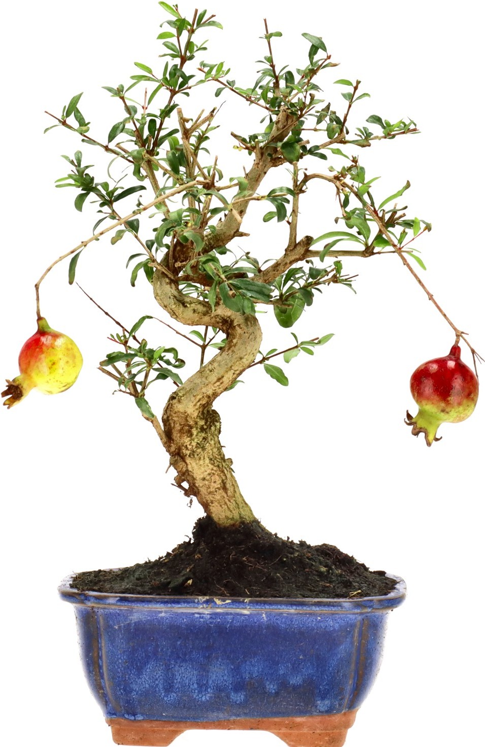 [B034] Granatapfel, ca. 9 Jahre