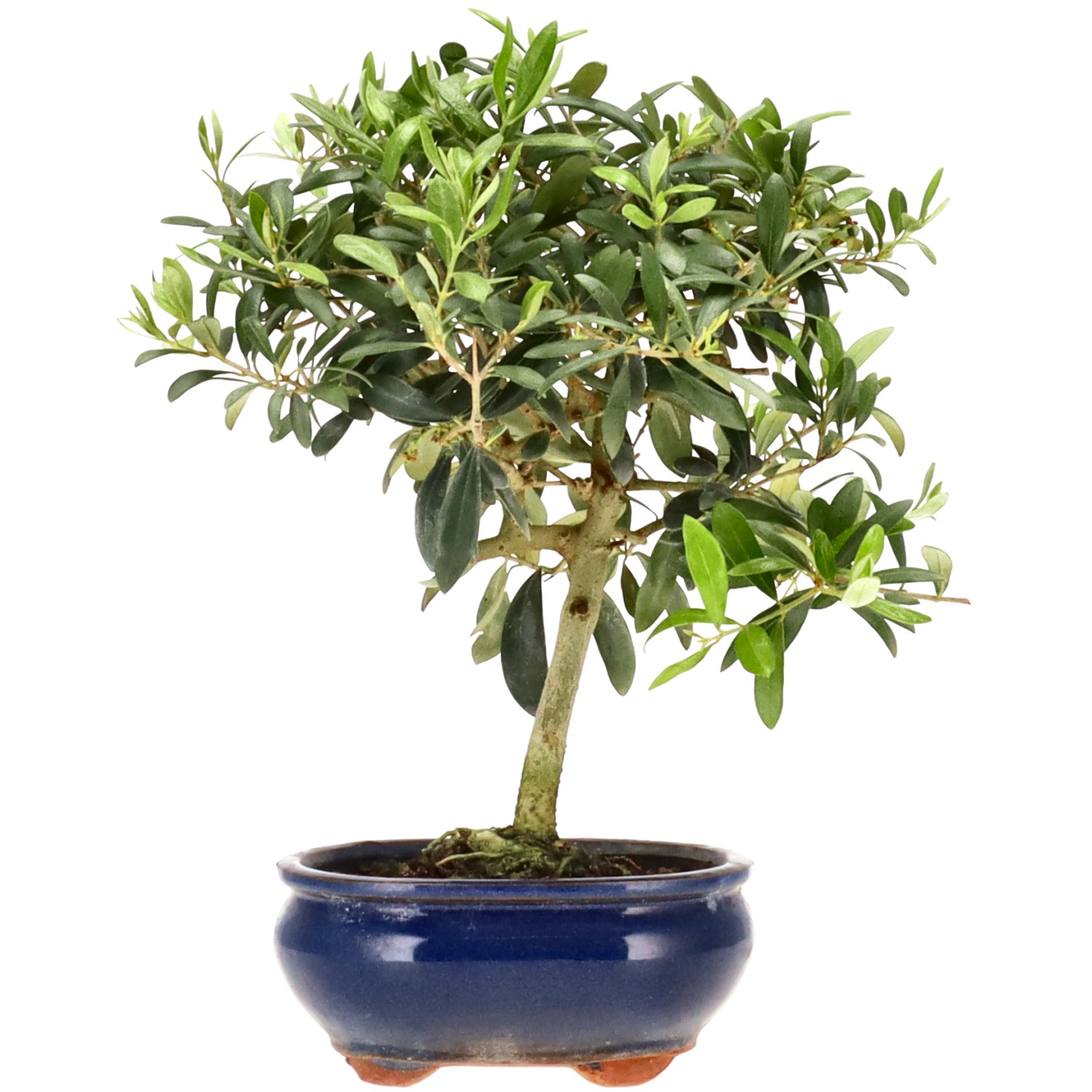 Olive, ca. 8 J. (26 cm)