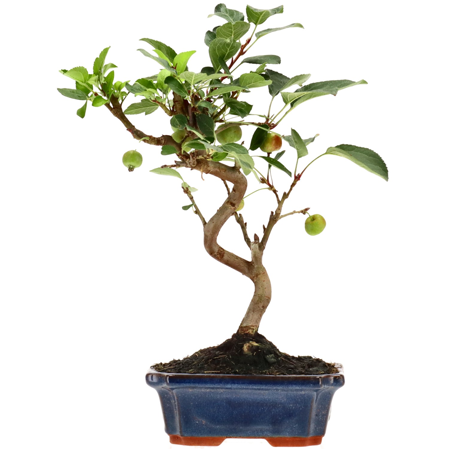 Manzano silvestre, aprox. 10 años (33 cm)
