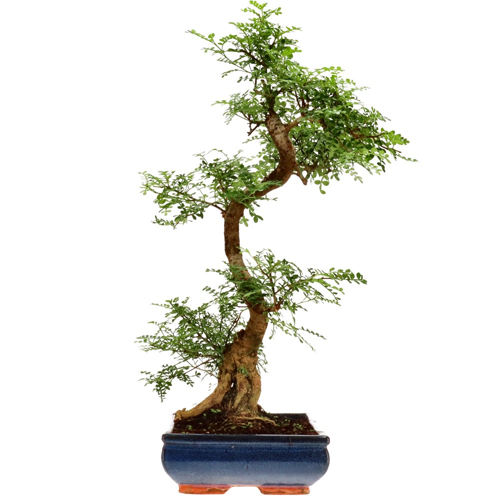 Pfefferbaum, ca. 20 J. (62 cm)