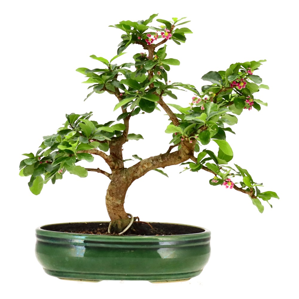 bonsai.fallbackImageTitle