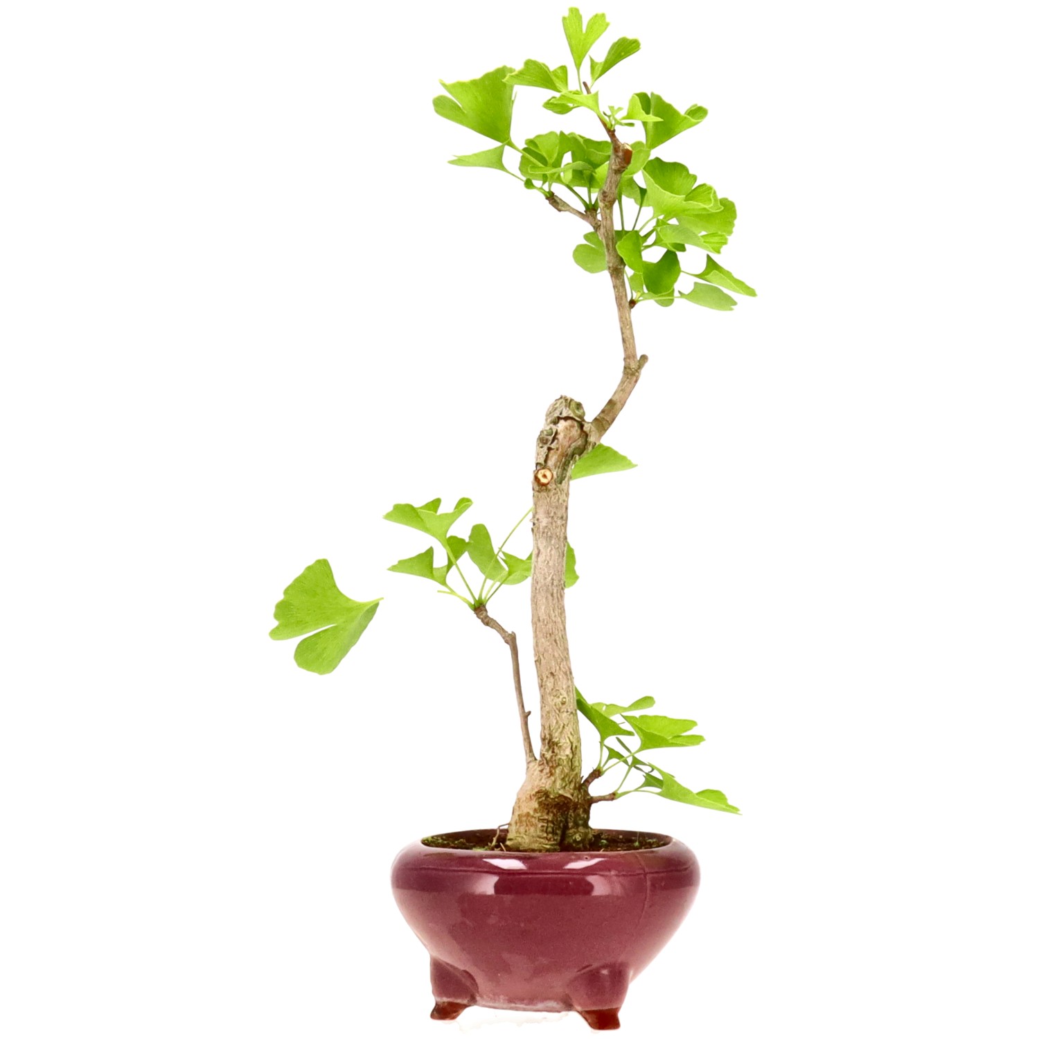 Ginkgo, ca. 10 j. (37 cm)