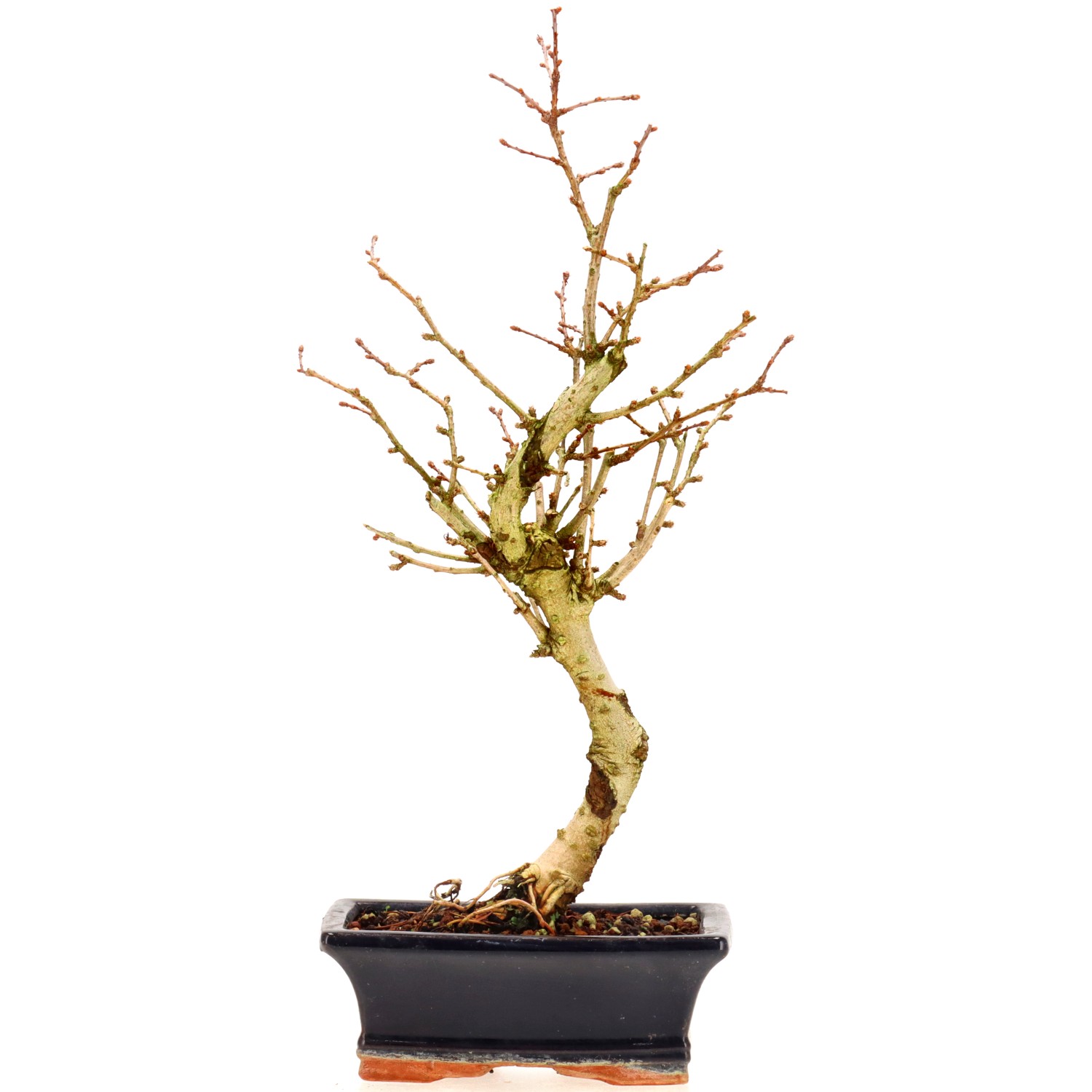 Golden Larch, approx. 7 y. (34 cm)