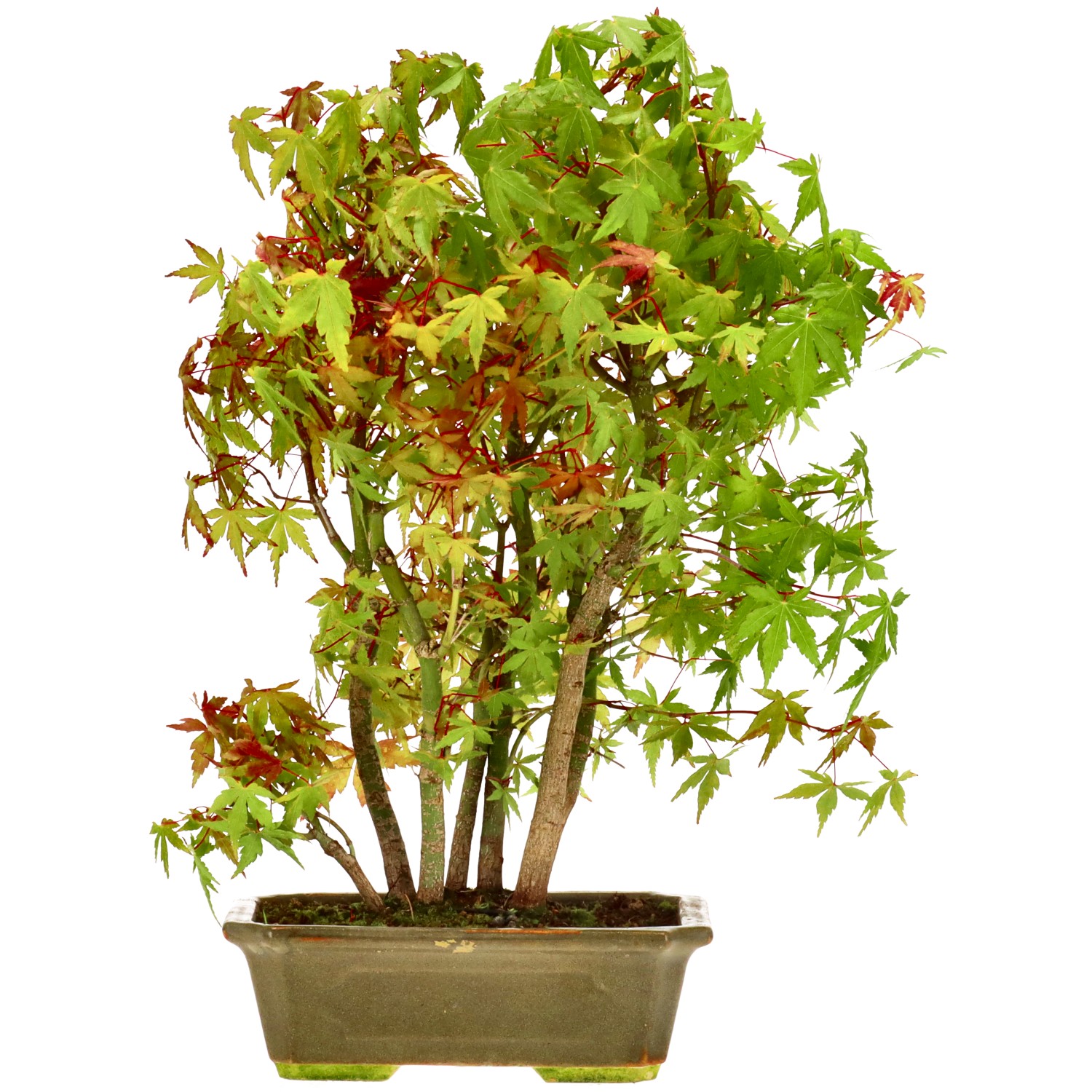Jap. Maple, approx. 8 y. (33 cm)