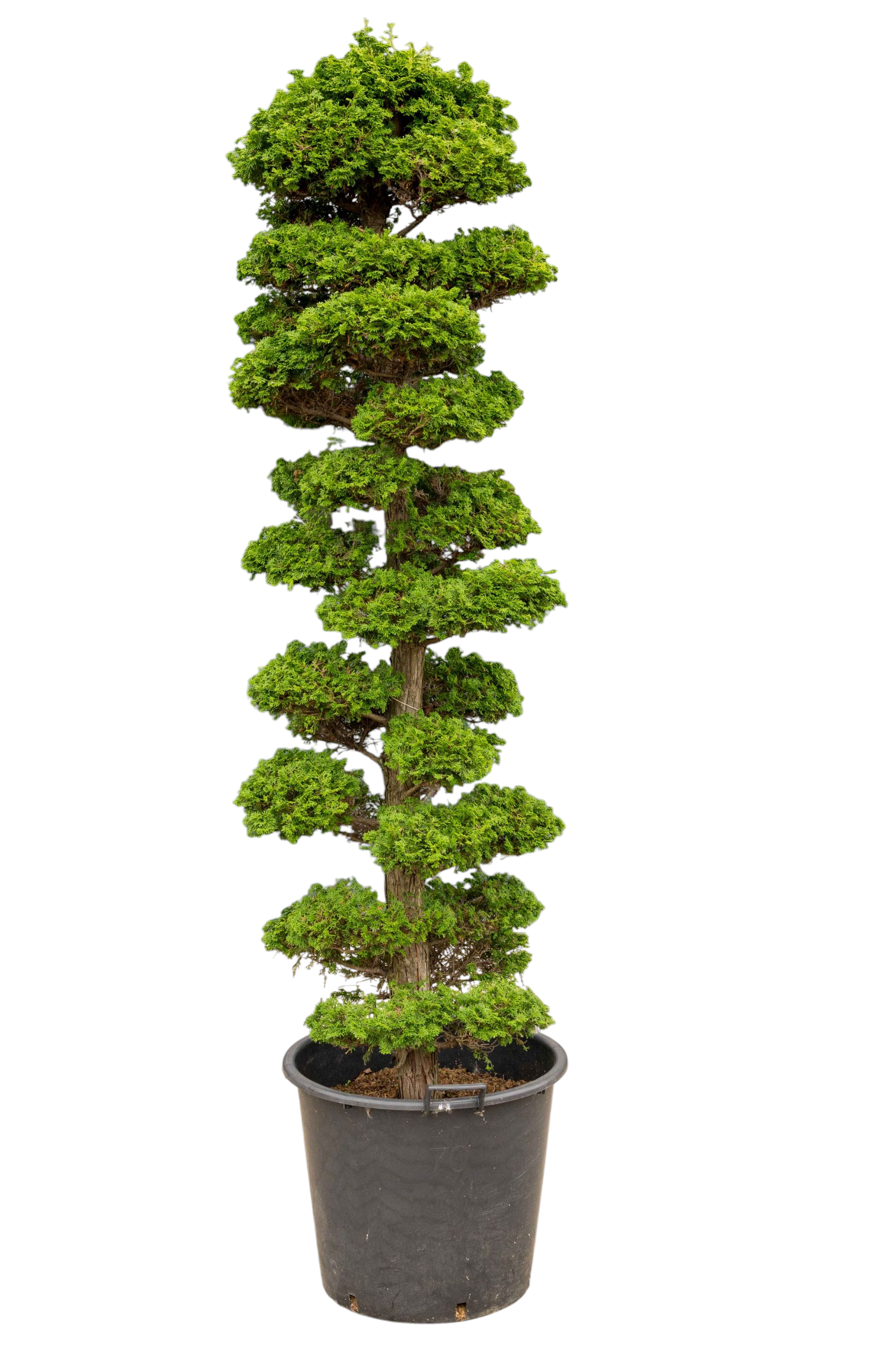 Tuinbonsai - Cypres, ca. 30 jaar
