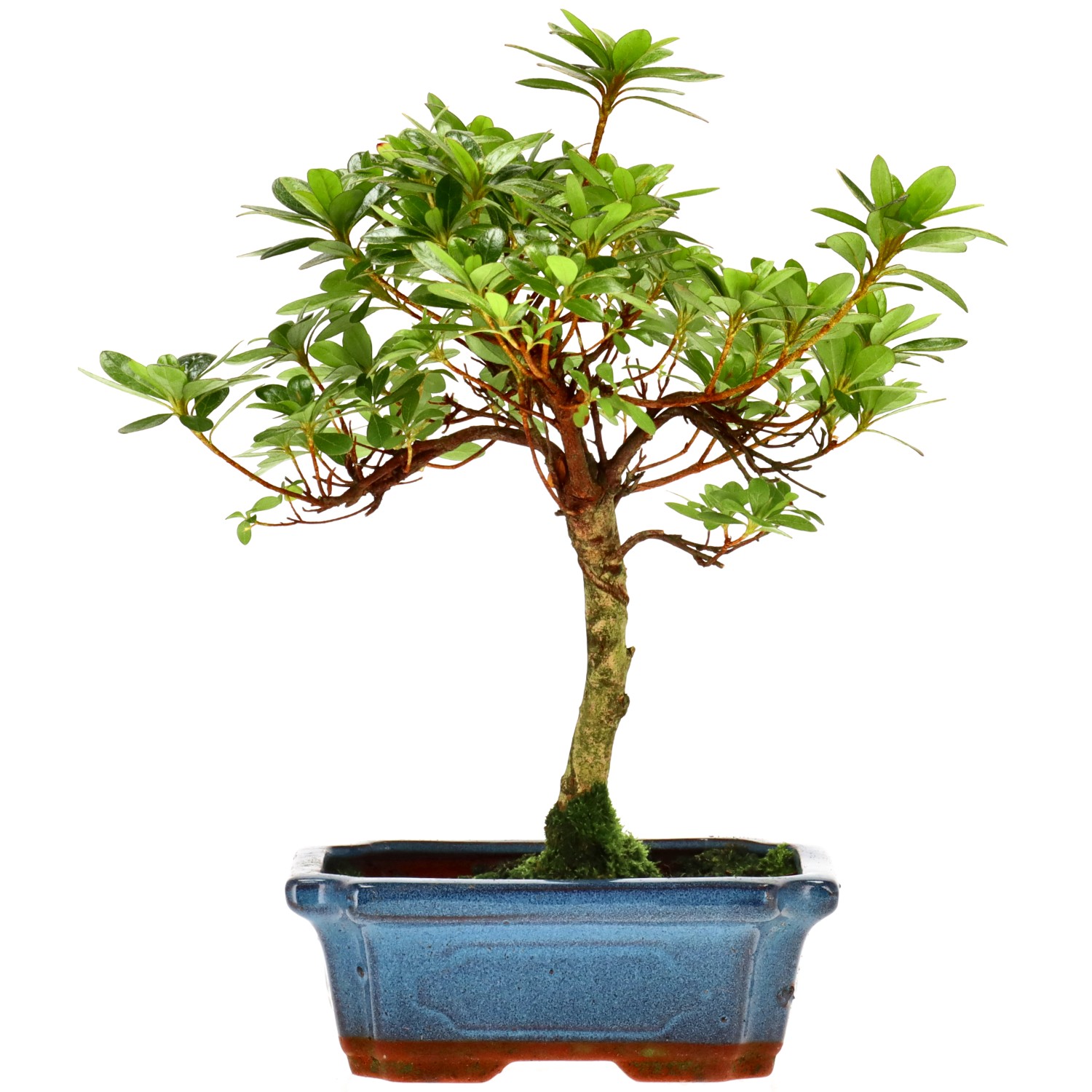 Jap. Azalee (Osakazuki), ca. 10 J. (29 cm)