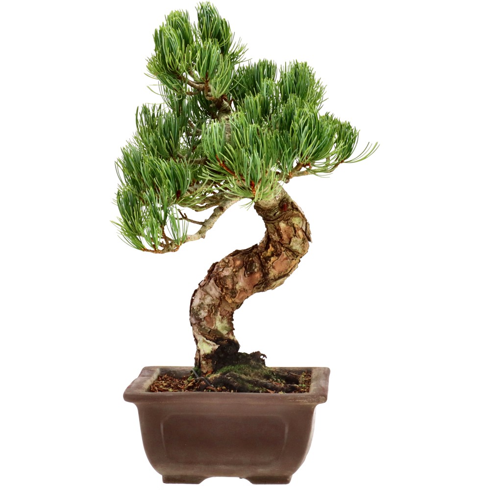 bonsai.fallbackImageTitle bonsai.fallbackImageTitle
