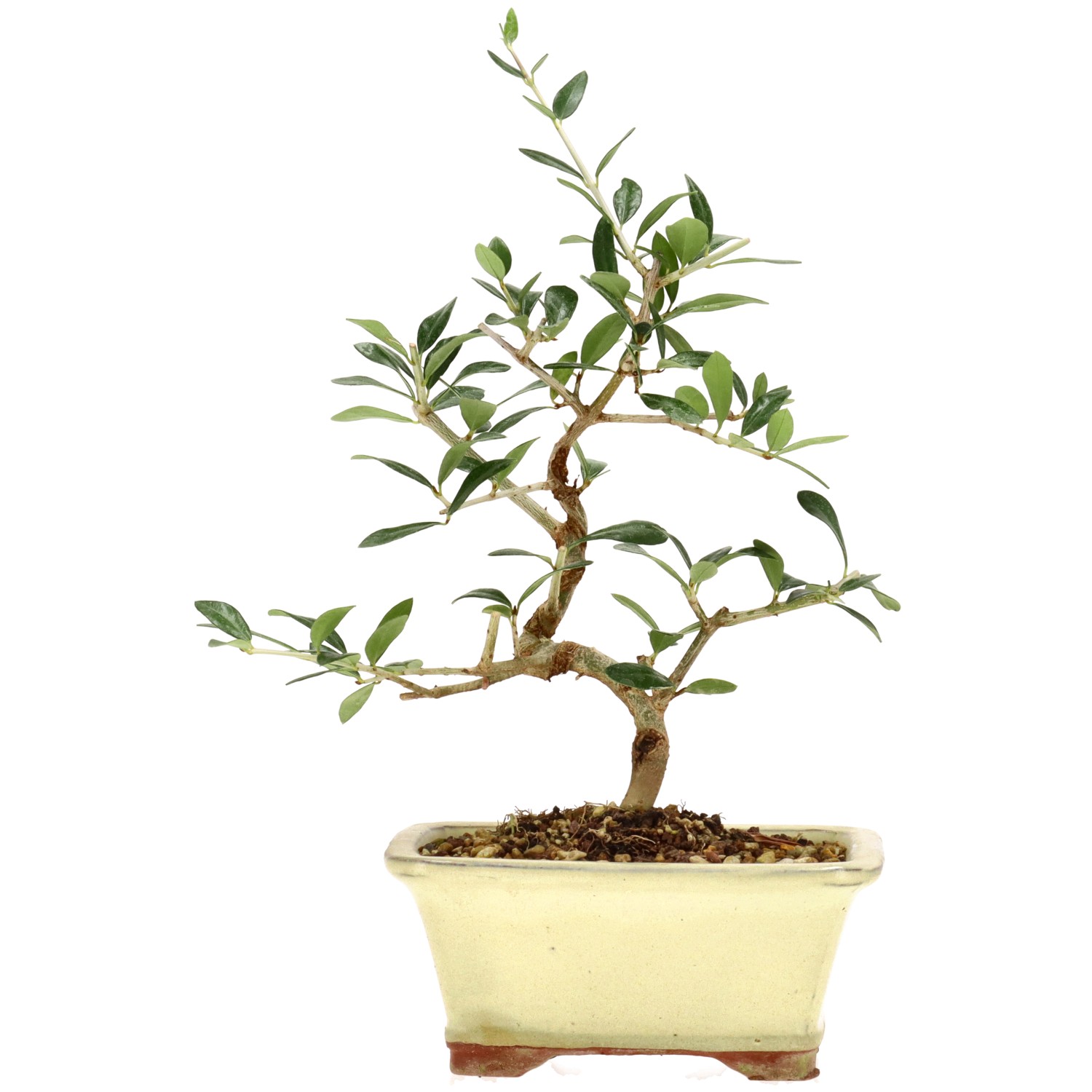 Wildolive, ca. 5 J. (26 cm)