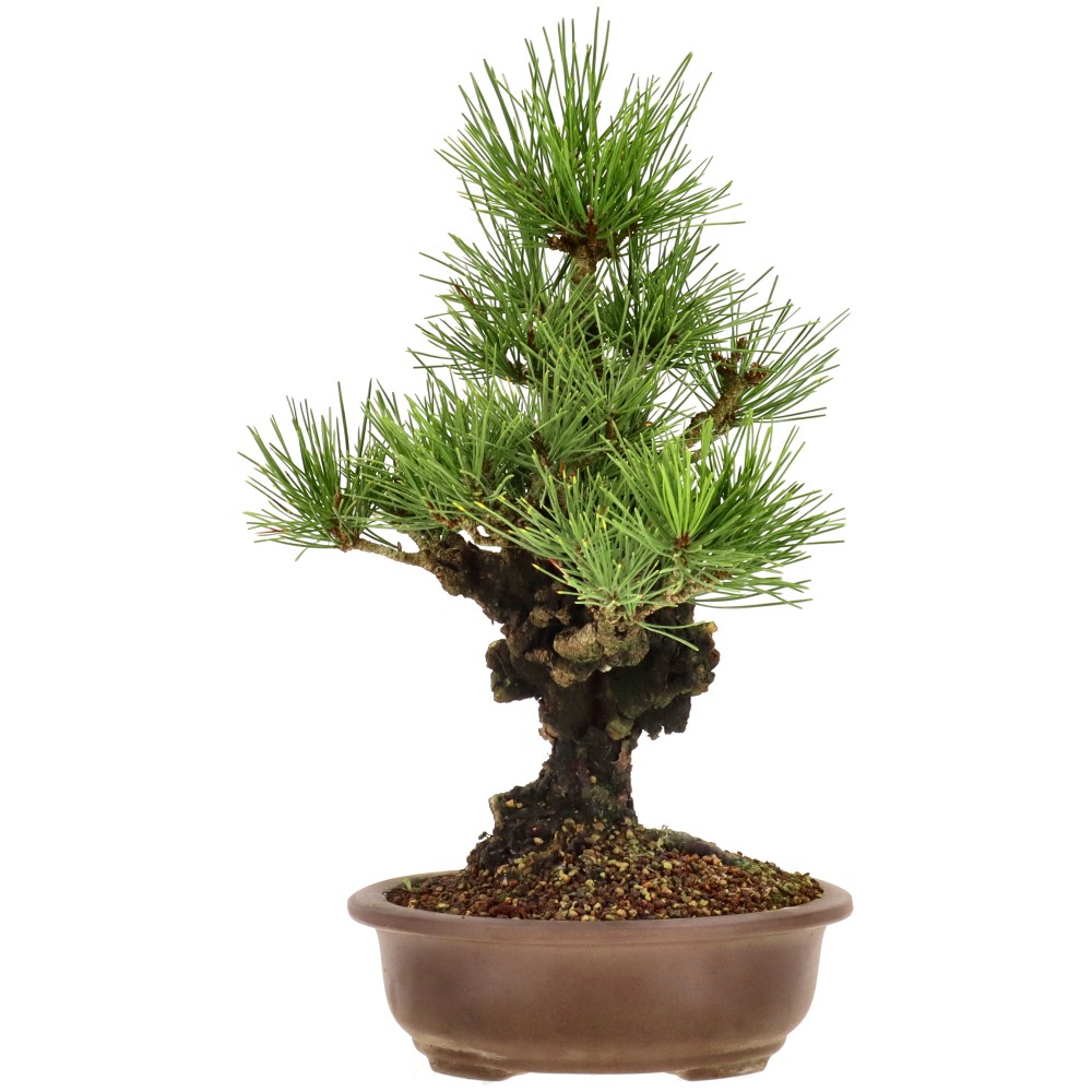 bonsai.fallbackImageTitle