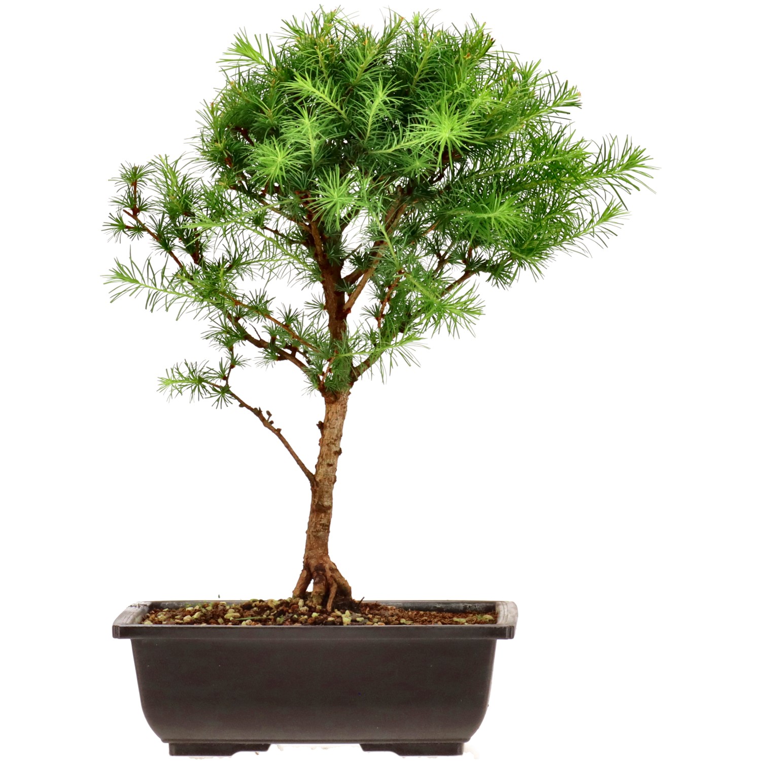 Mélèze du Japon, env. 8 ans (35 cm)