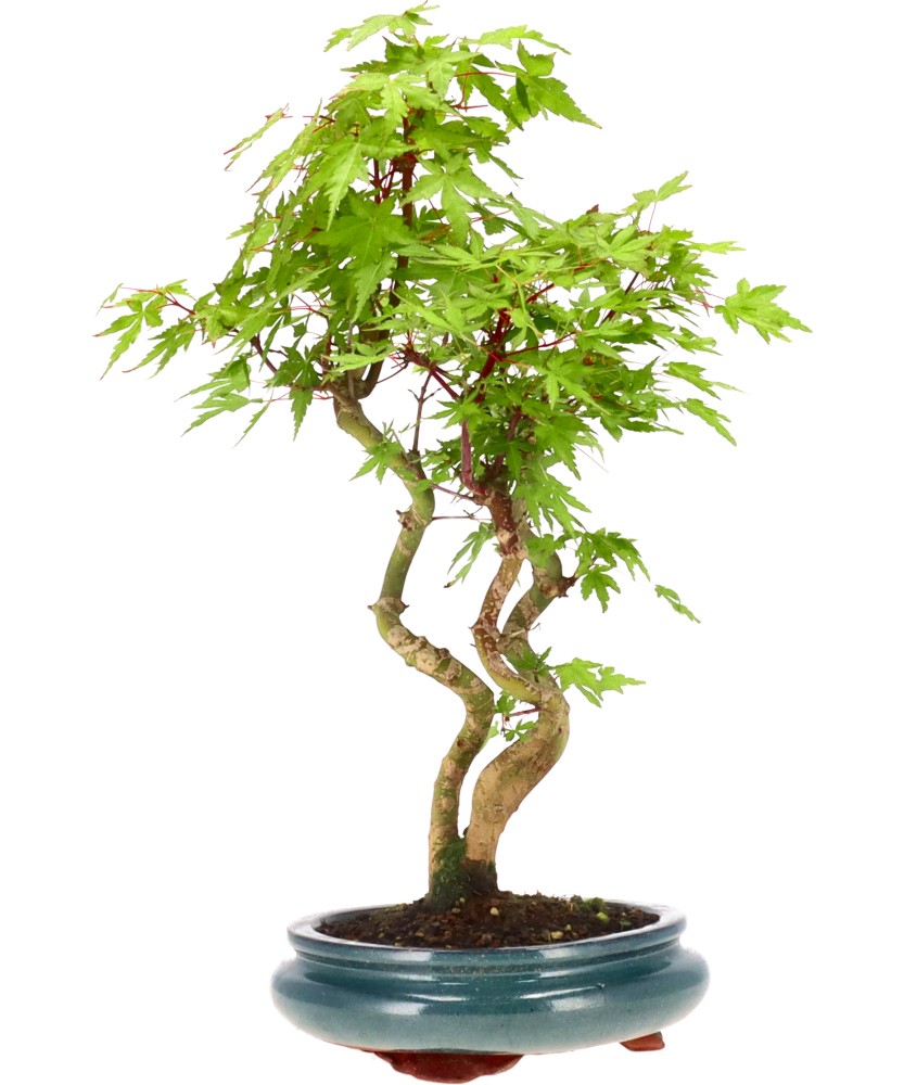 bonsai.fallbackImageTitle bonsai.fallbackImageTitle