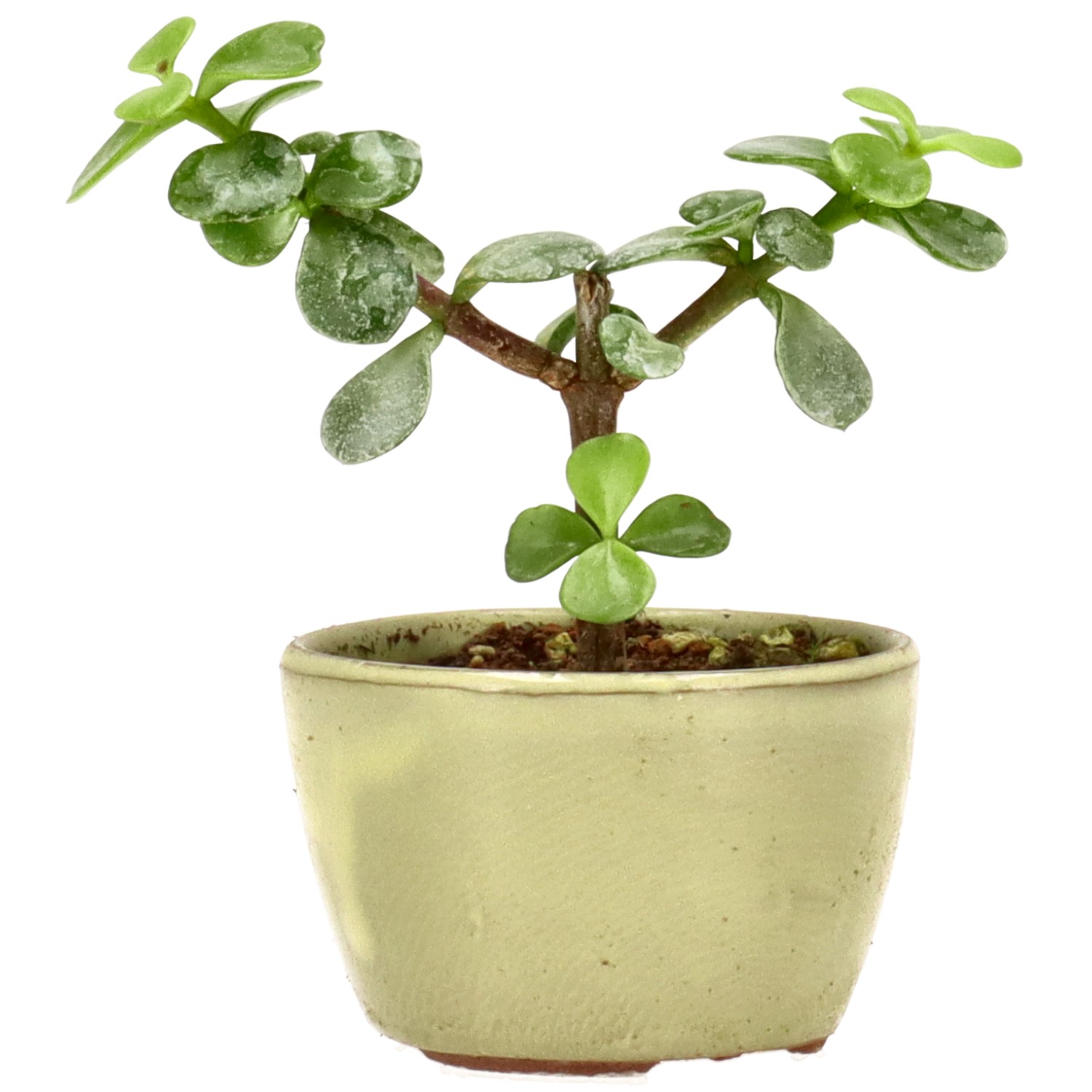 Cespuglio di Elefante, ca. 1 anni (8 cm)