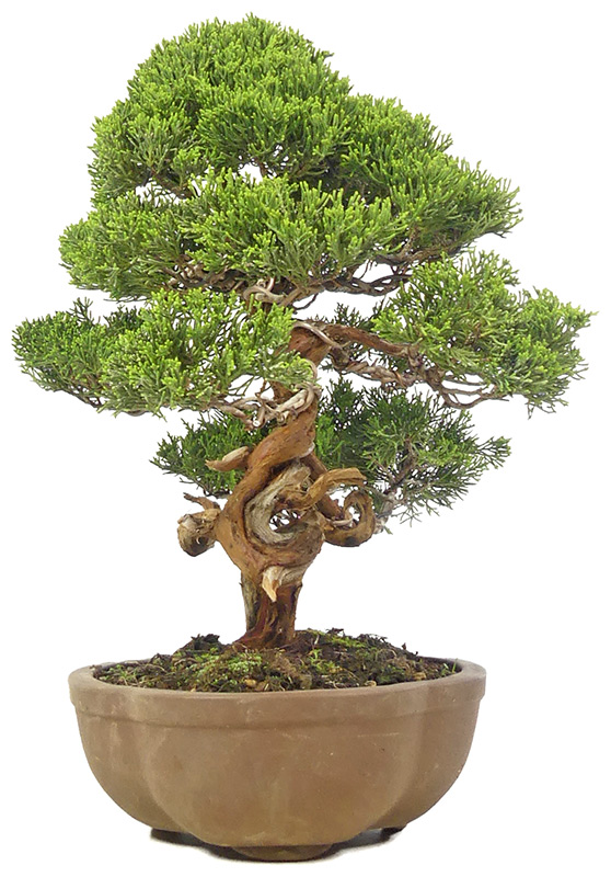 bonsai.fallbackImageTitle bonsai.fallbackImageTitle