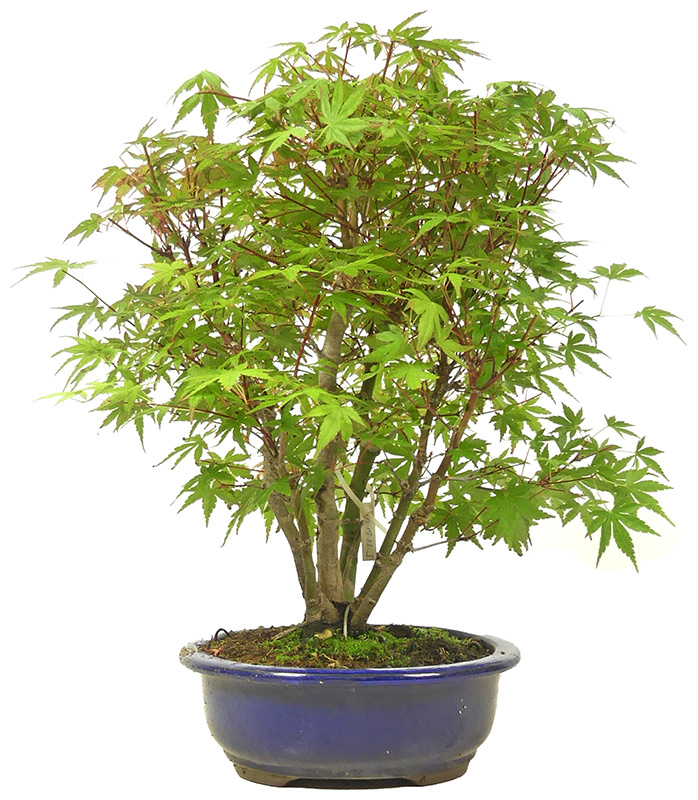 [A019] Érable palmé (Yamamomiji), env. 20 ans