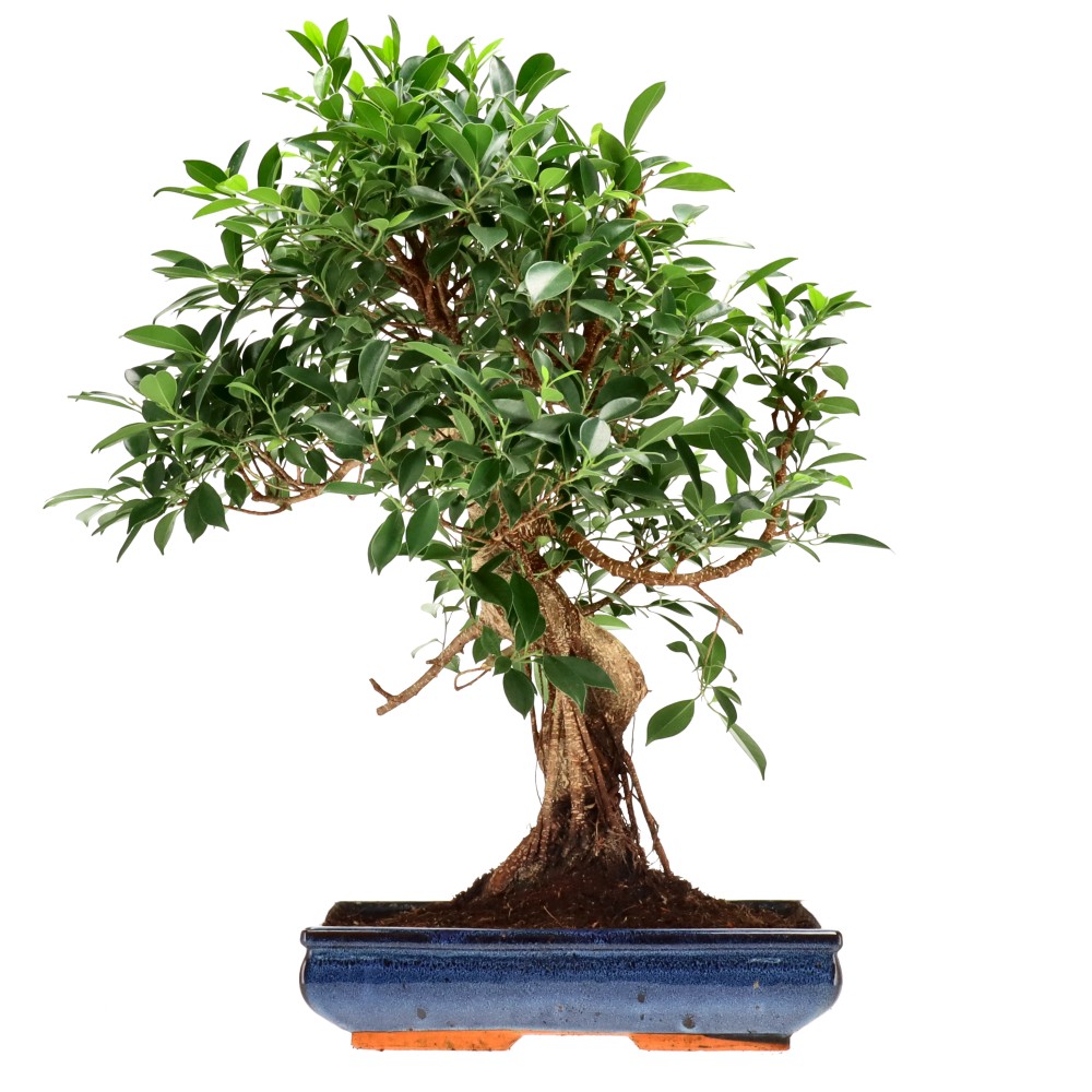Chin. Feigenbaum (Retusa), ca. 20 J. (65 cm)