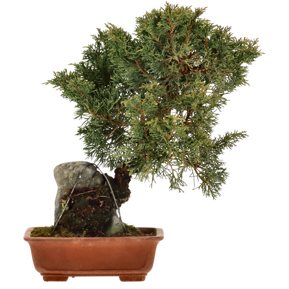 Chin. Wacholder, ca. 15 J. (27 cm)