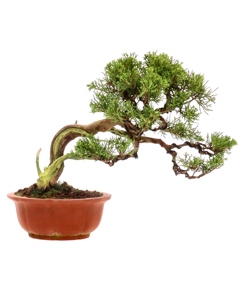bonsai.fallbackImageTitle bonsai.fallbackImageTitle