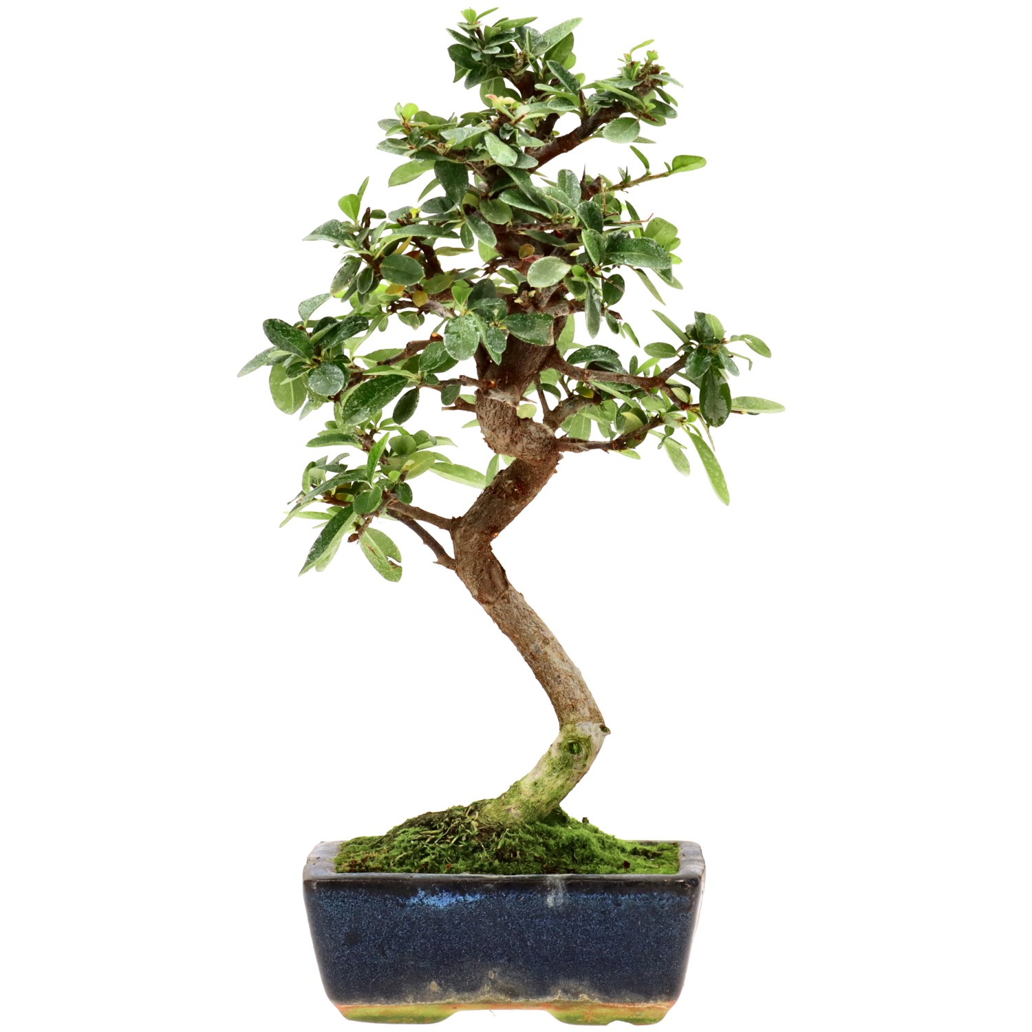 Feuerdorn, ca. 7 J. (33 cm)