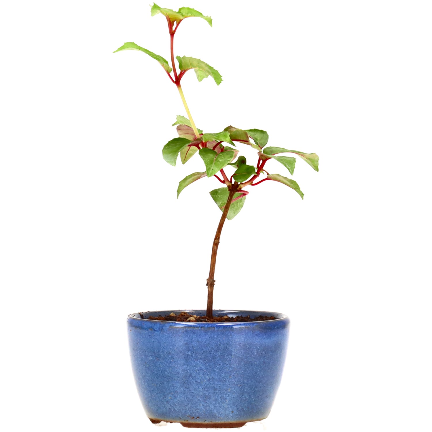 Fuchsie 'Genii', ca. 2 J. (15 cm)