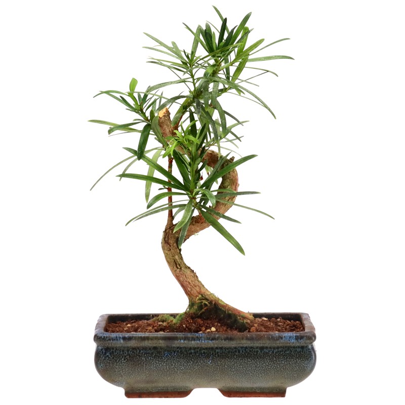 Chin. Steineibe (Macroph.), ca. 12 J. (31 cm)