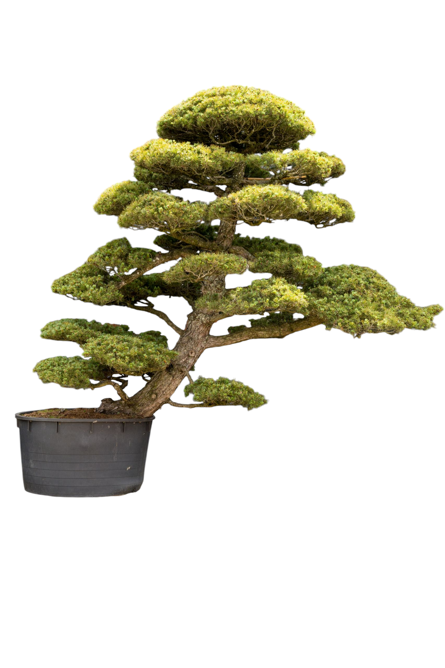 Tuinbonsai - Pinus, ca. 50 jaar