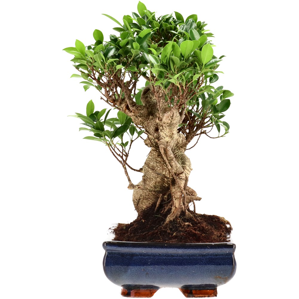 Ficus Retusa, aprox. 22 años (35 cm)