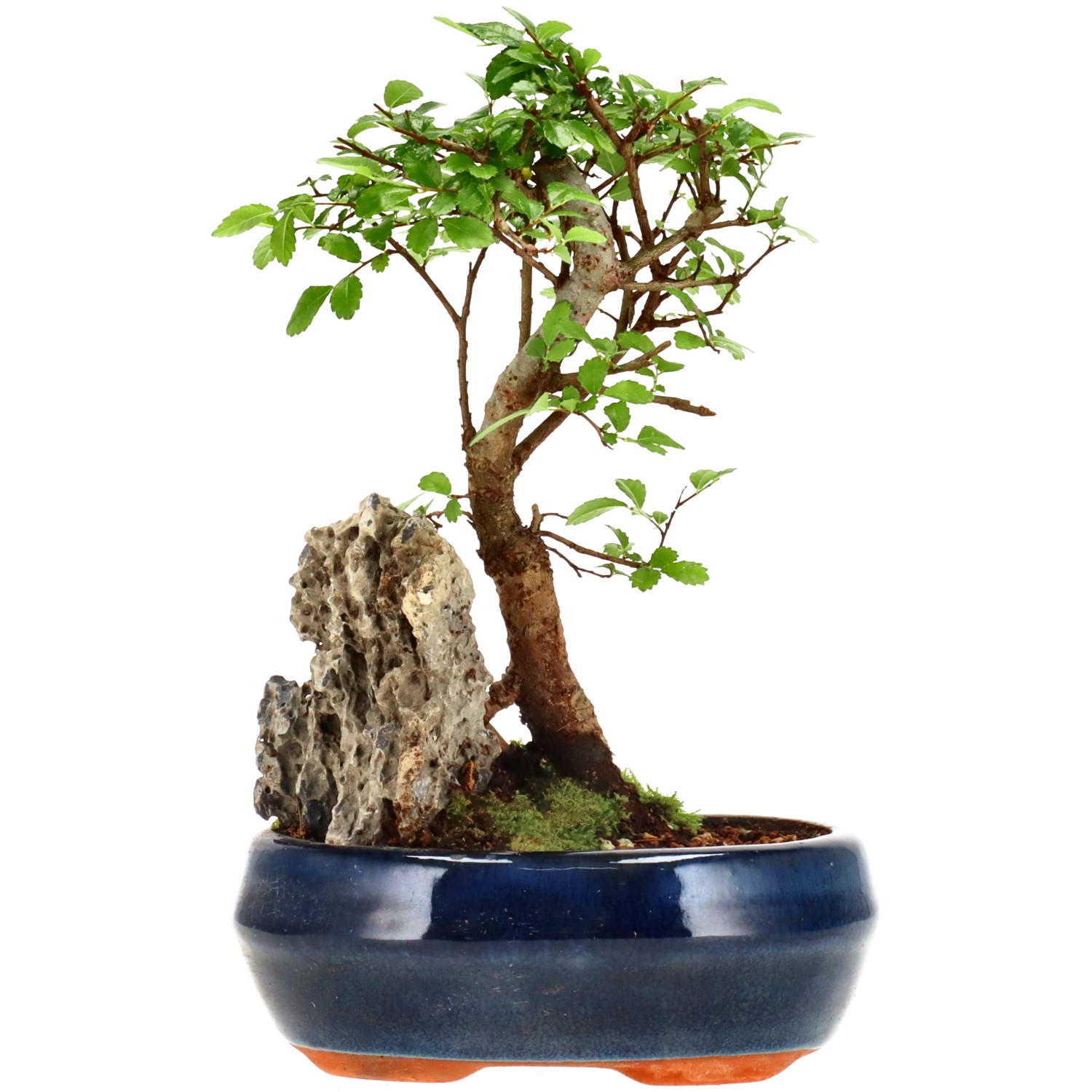 Chin. Ulme, ca. 6 J. (19 cm)