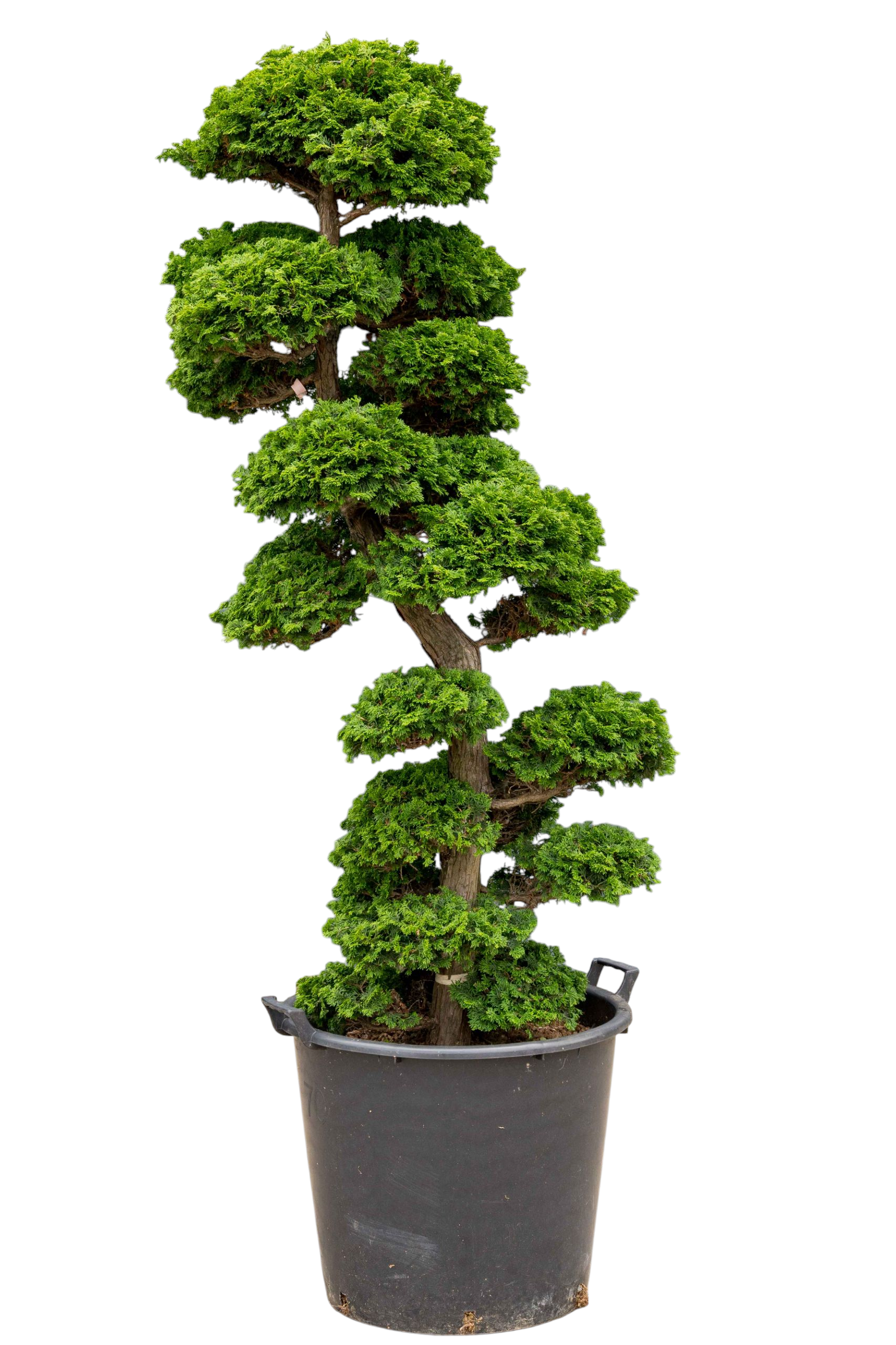 bonsai.fallbackImageTitle