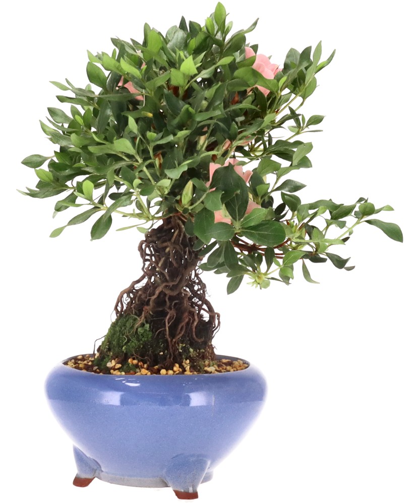 bonsai.fallbackImageTitle bonsai.fallbackImageTitle