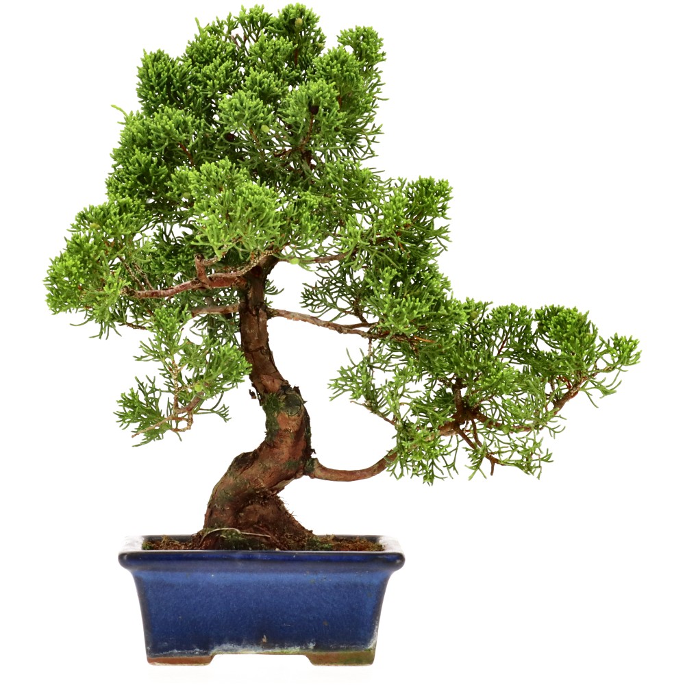 bonsai.fallbackImageTitle