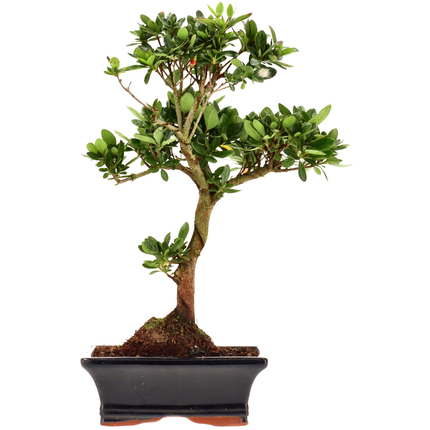 Jap. Azalee (Osakazuki), ca. 8 J. (28 cm)