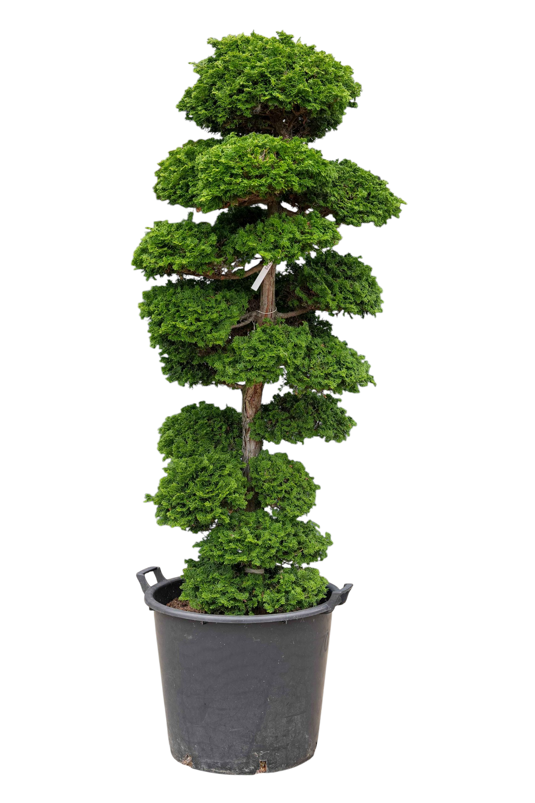 bonsai.fallbackImageTitle