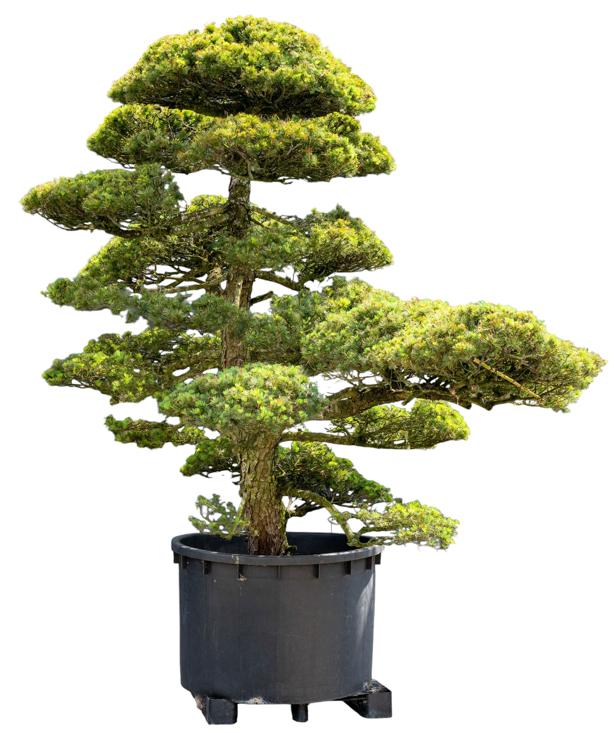 bonsai.fallbackImageTitle bonsai.fallbackImageTitle